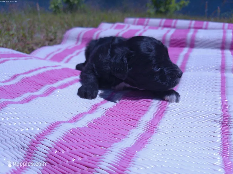 Daisy – Miniature Aussiedoodle puppy for sale in Luthersville, GA