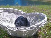Daisy, a female Miniature Aussiedoodle for sale in Luthersville, GA – Photo 2 of 6