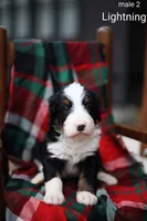 Lighting, a male Bernedoodle for sale in Chesterfield, VA – Photo 6 of 7