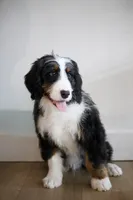 Lighting, a male Bernedoodle for sale in Chesterfield, VA – Photo 1 of 7
