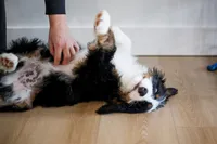 Lighting, a male Bernedoodle for sale in Chesterfield, VA – Photo 3 of 7