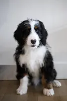 Lighting, a male Bernedoodle for sale in Chesterfield, VA – Photo 2 of 7