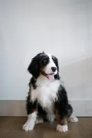 Lighting, a male Bernedoodle for sale in Chesterfield, VA – Photo 7 of 7