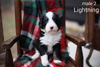 Lighting, a male Bernedoodle for sale in Chesterfield, VA – Photo 5 of 7