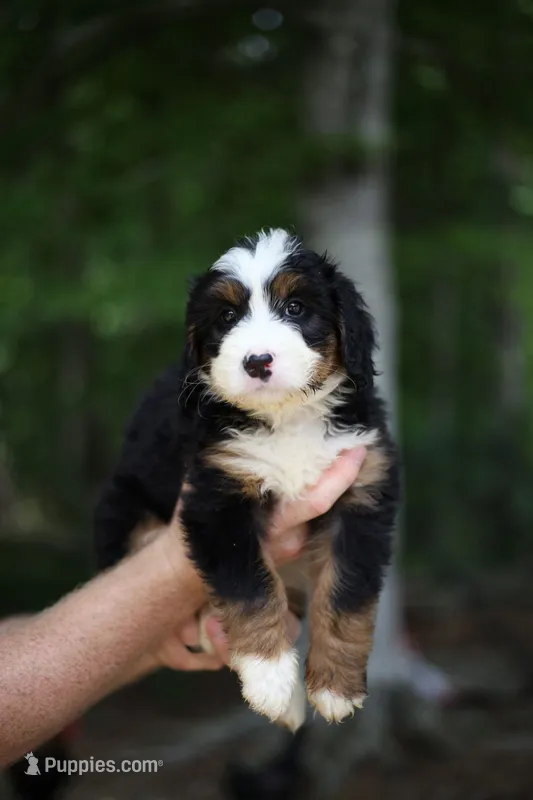 Brandy – Bernedoodle puppy for sale in Chesterfield, VA