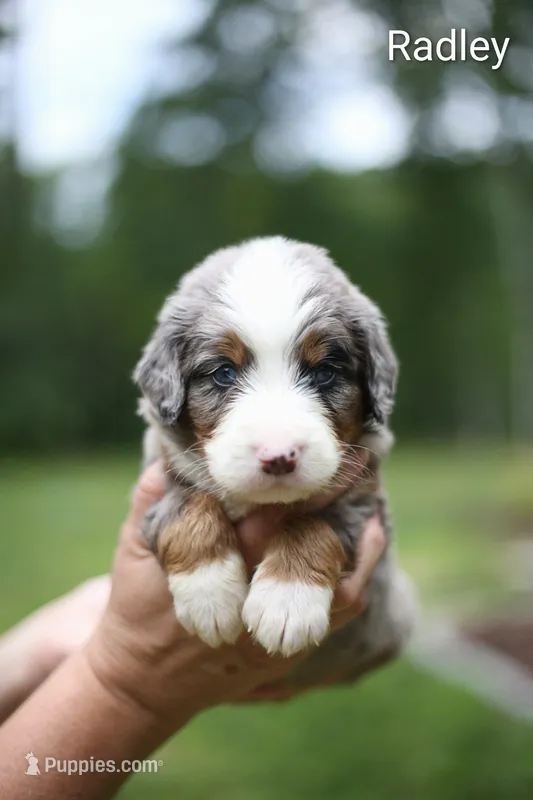 Radley – Bernedoodle puppy for sale in Chesterfield, VA