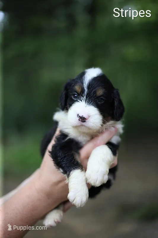 Stripes – Bernedoodle puppy for sale in Chesterfield, VA