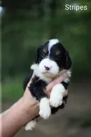 Stripes, a male Bernedoodle for sale in Chesterfield, VA – 1 of 1