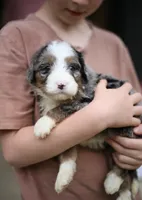 Bluey, a female Bernedoodle for sale in Chesterfield, VA – 2 of 3