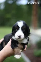 Snickers, a male Bernedoodle for sale in Chesterfield, VA – 1 of 1