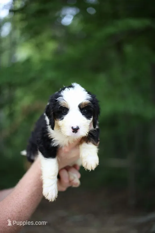 Jasper – Bernedoodle puppy for sale in Chesterfield, VA