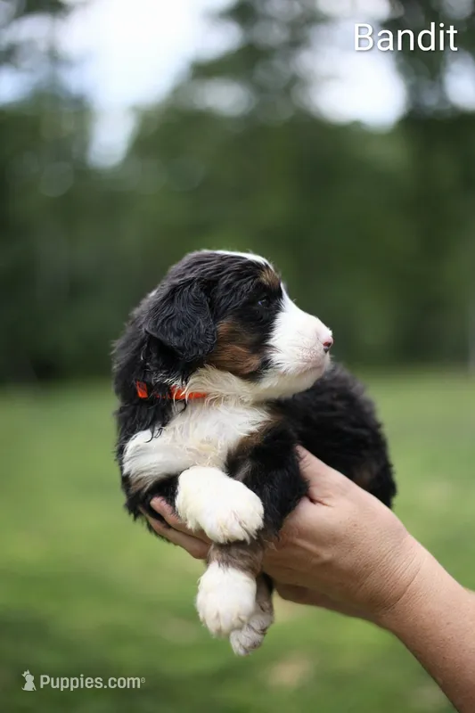 Bandit – Bernedoodle puppy for sale in Chesterfield, VA