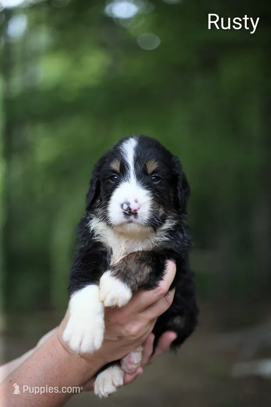 Rusty – Bernedoodle puppy for sale in Chesterfield, VA