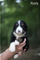 Rusty, a male Bernedoodle for sale in Chesterfield, VA – 1 of 1