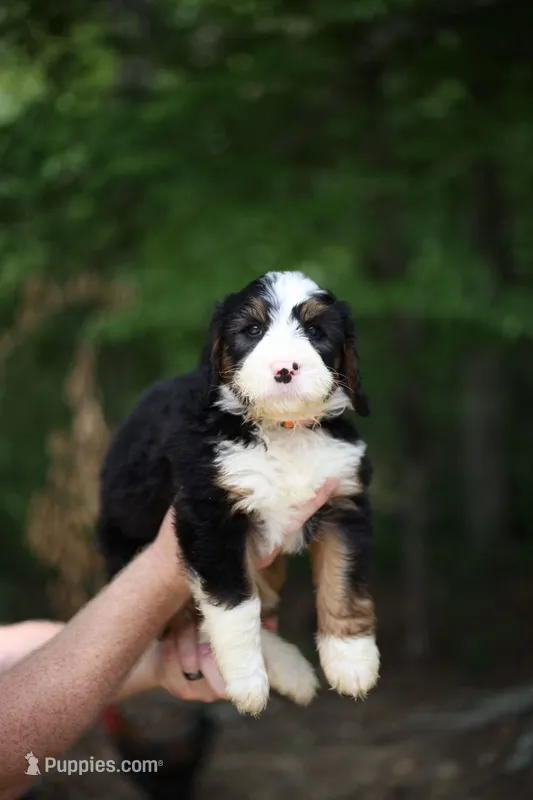 Bandit – Bernedoodle puppy for sale in Chesterfield, VA