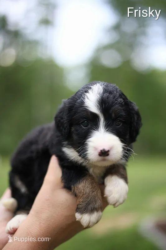 Frisky – Bernedoodle puppy for sale in Chesterfield, VA