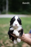 Bandit, a male Bernedoodle for sale in Chesterfield, VA – 2 of 3