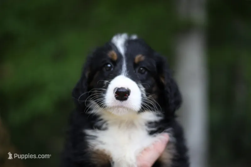 Frisky – Bernedoodle puppy for sale in Chesterfield, VA