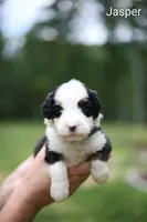 Jasper, a male Bernedoodle for sale in Chesterfield, VA – 1 of 1