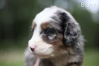 Bluey, a female Bernedoodle for sale in Chesterfield, VA – 3 of 3
