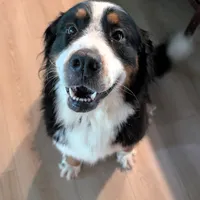 Ember, a female Bernese Mountain Dog for sale in Chesterfield, VA – Photo 3 of 4