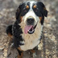 Ember, a female Bernese Mountain Dog for sale in Chesterfield, VA – Photo 1 of 4