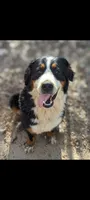 Ember, a female Bernese Mountain Dog for sale in Chesterfield, VA – Photo 1 of 4