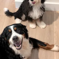 Ember, a female Bernese Mountain Dog for sale in Chesterfield, VA – Photo 4 of 4