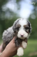 Bluey, a female Bernedoodle for sale in Chesterfield, VA – 1 of 3