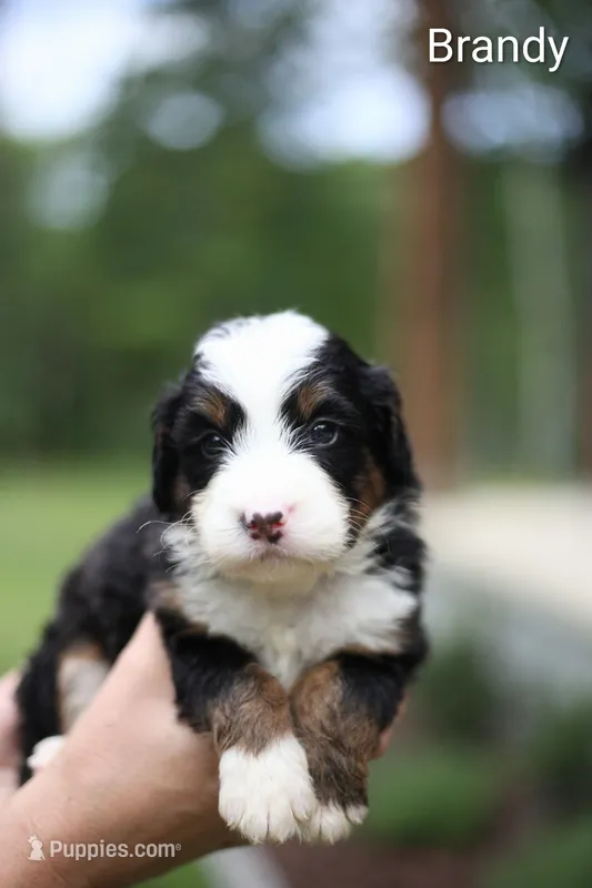 Brandy – Bernedoodle puppy for sale in Chesterfield, VA