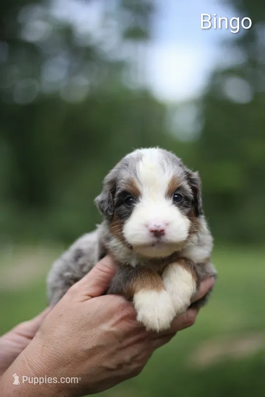 Bingo  – Bernedoodle puppy for sale in Chesterfield, VA
