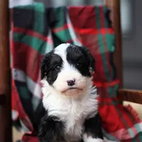Polka, a female Bernedoodle for sale in Chesterfield, VA – Photo 5 of 5