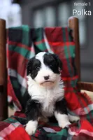 Polka, a female Bernedoodle for sale in Chesterfield, VA – Photo 5 of 5