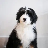 Polka, a female Bernedoodle for sale in Chesterfield, VA – Photo 1 of 5