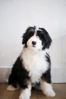 Polka, a female Bernedoodle for sale in Chesterfield, VA – Photo 1 of 5