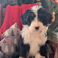 Polka, a female Bernedoodle for sale in Chesterfield, VA – Photo 3 of 5