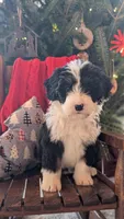 Polka, a female Bernedoodle for sale in Chesterfield, VA – Photo 3 of 5