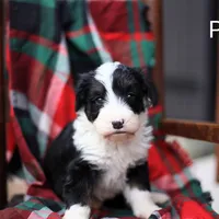 Polka, a female Bernedoodle for sale in Chesterfield, VA – Photo 4 of 5