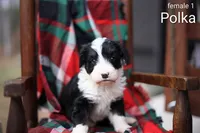 Polka, a female Bernedoodle for sale in Chesterfield, VA – Photo 4 of 5