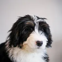 Polka, a female Bernedoodle for sale in Chesterfield, VA – Photo 2 of 5