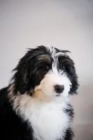 Polka, a female Bernedoodle for sale in Chesterfield, VA – Photo 2 of 5