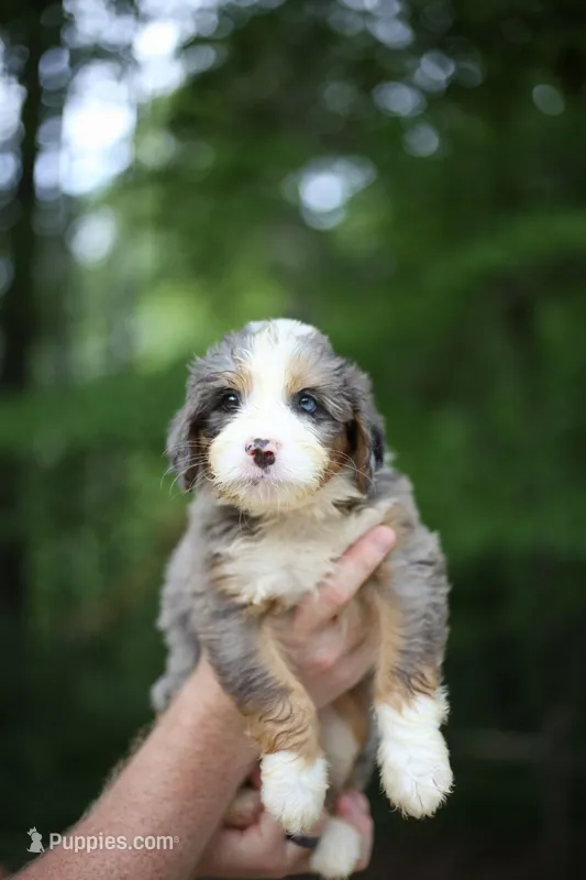 Bingo – Bernedoodle puppy for sale in Chesterfield, VA