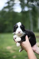 Bandit, a male Bernedoodle for sale in Chesterfield, VA – 3 of 3