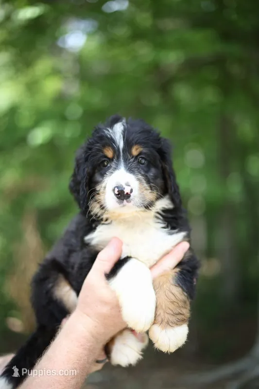 Rusty – Bernedoodle puppy for sale in Chesterfield, VA