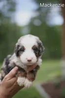 Mackenzie (mack), a male Bernedoodle for sale in Chesterfield, VA – 1 of 1