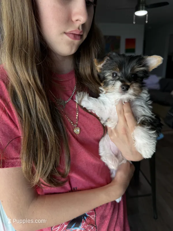 Boy 1st – Yorkshire Terrier puppy for sale in Tulsa, OK