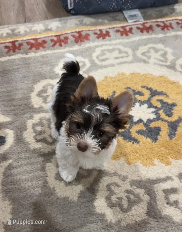 Chocolate  – Yorkshire Terrier puppy for sale in Tulsa, OK