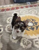 Chocolate , a male Yorkshire Terrier for sale in Tulsa, OK – 1 of 2