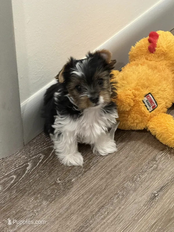 Boy 3 – Yorkshire Terrier puppy for sale in Tulsa, OK