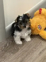 Boy 3, a male Yorkshire Terrier for sale in Tulsa, OK – 1 of 1